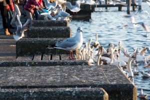 Am Zürichsee, am 1 Januar 2017. Iryna Mathes Fotografie