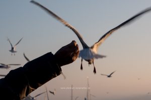 Am Zürichsee, am 1 Januar 2017. Iryna Mathes Fotografie