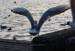 Am Zürichsee, am 1 Januar 2017. Iryna Mathes Fotografie