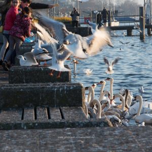 Am Zürichsee, am 1 Januar 2017. Iryna Mathes Fotografie