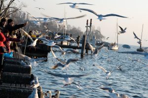 Am Zürichsee, am 1 Januar 2017. Iryna Mathes Fotografie