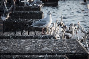 Am Zürichsee, am 1 Januar 2017. Iryna Mathes Fotografie
