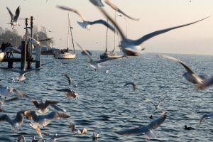 Am Zürichsee. 1 Januar 2017. Iryna Mathes PHOTOGRAPHY