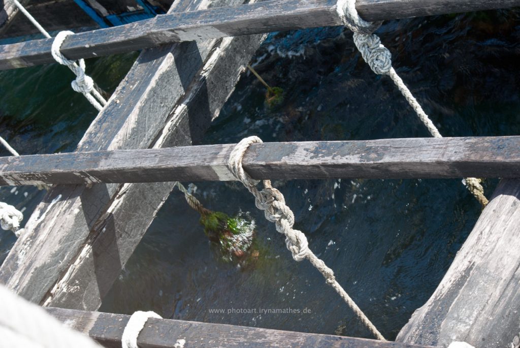 umgebung-santiago-irynamathes-7985