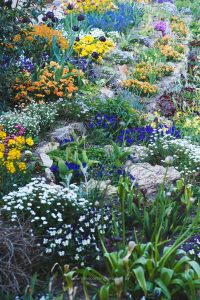 Blumenpracht in Karlsruhe. Frühling in botanischer Garten. Iryna Mathes Fotografie