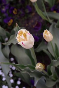 Frühling in Karlsruhe. Iryna Mathes Fotografie. Botanischer Garten