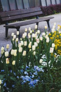 Frühling in Karlsruhe. Iryna Mathes Fotografie. Botanischer Garten