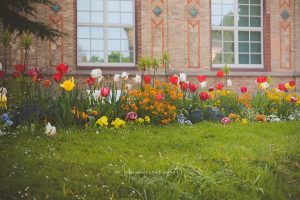 Frühling in Karlsruhe. Iryna Mathes Fotografie. Botanischer Garten