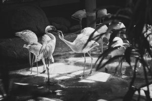 Flamingo. Karlsruhe Zoo, Iryna Mathes Fotografie