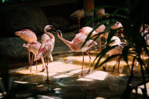 Flamingo. Karlsruhe Zoo, Iryna Mathes Fotografie