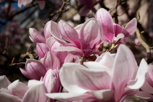 Frühling in Baden-Baden. Moments mit Iryna Mathes