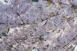 Frühling in Baden-Baden. Moments mit Iryna Mathes