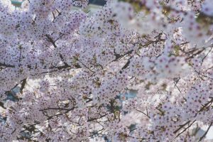 Frühling in Baden-Baden. Moments mit Iryna Mathes