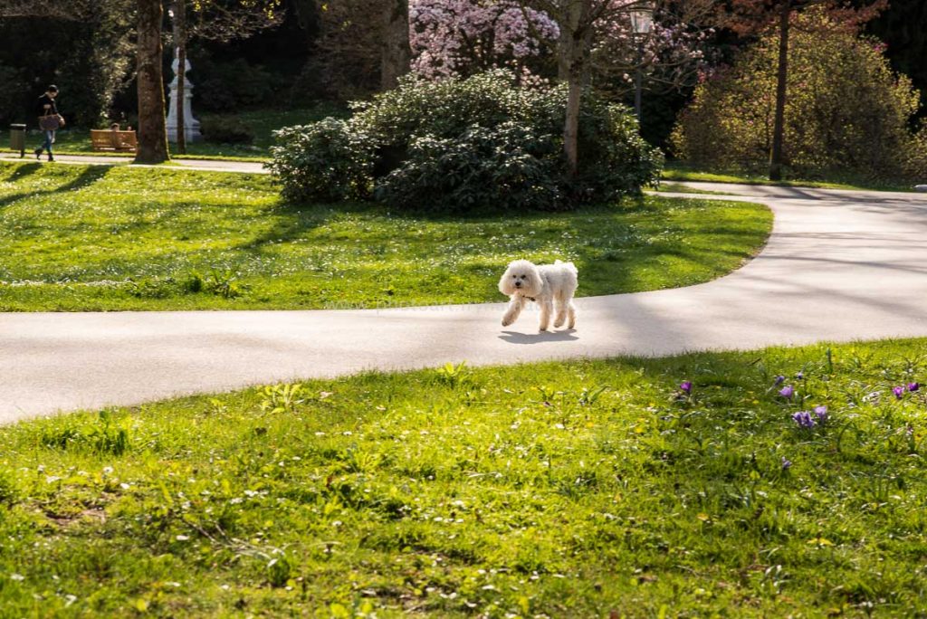 baden-baden-158-irynamathes