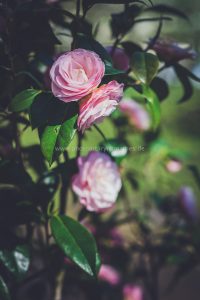 Frühling in Baden-Baden. Moments mit Iryna Mathes