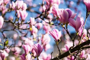 Frühling in Baden-Baden. Moments mit Iryna Mathes