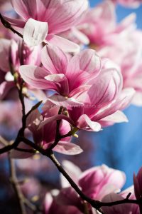 Frühling in Baden-Baden. Moments mit Iryna Mathes