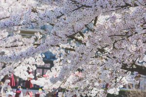 Frühling in Baden-Baden. Moments mit Iryna Mathes