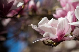 Frühling in Baden-Baden. Moments mit Iryna Mathes