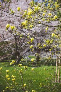 Frühling in Baden-Baden. Moments mit Iryna Mathes
