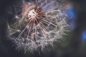 Pusteblume. Makroaufnahme. Motive als Print oder als Datei für Sie