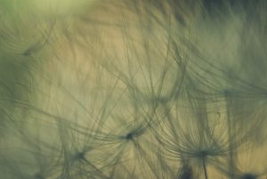 Pusteblume. Makroaufnahme. Motive als Print oder als Datei für Sie