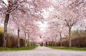 Kirschen blühen. Frühling. Iryna Mathes photography. Natur, travel, lifestyle
