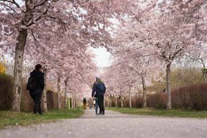 Kirschen blühen. Frühling. Iryna Mathes photography. Natur, travel, lifestyle