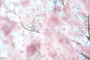 Kirschen blühen. Frühling. Iryna Mathes photography. Natur, travel, lifestyle