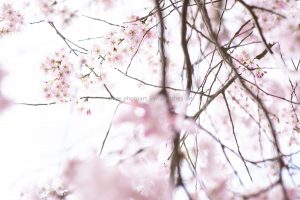 Kirschen blühen. Frühling. Iryna Mathes photography. Natur, travel, lifestyle