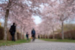 Kirschen blühen. Frühling. Iryna Mathes photography. Natur, travel, lifestyle