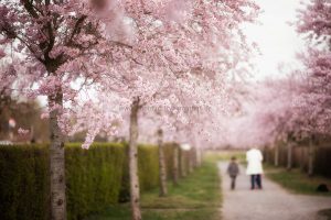 Kirschen blühen. Frühling. Iryna Mathes photography. Natur, travel, lifestyle