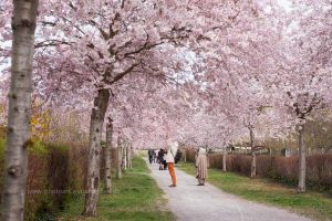 Kirschen blühen. Frühling. Iryna Mathes photography. Natur, travel, lifestyle