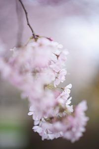Kirschen blühen. Frühling. Iryna Mathes photography. Natur, travel, lifestyle