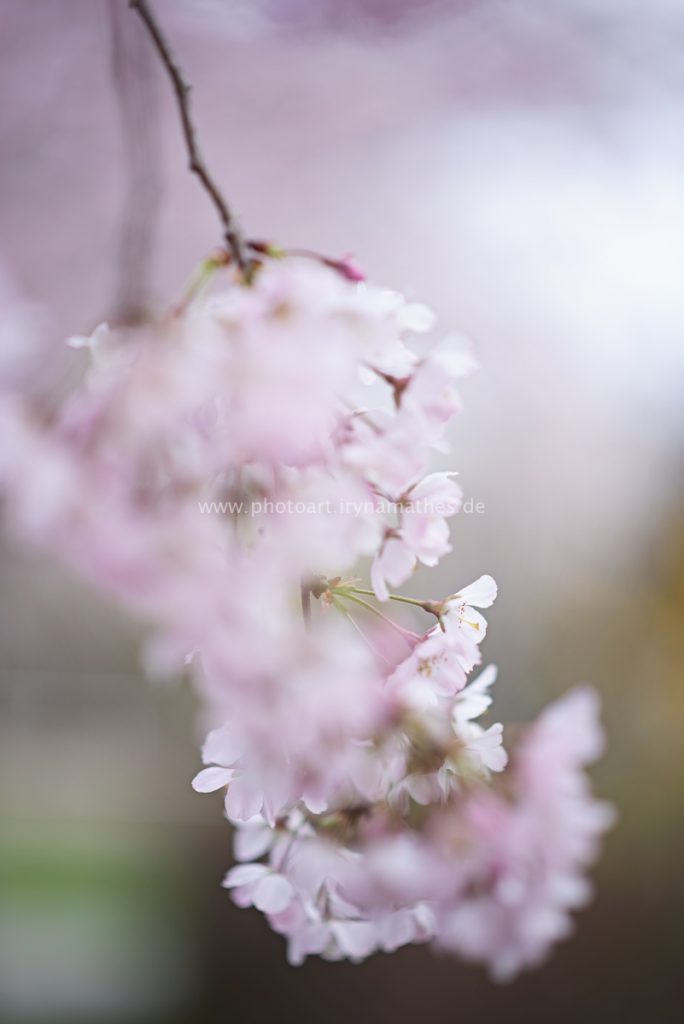 Kirschbäume-Frühling-168-B-WEB
