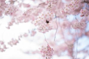 Kirschen blühen. Frühling. Iryna Mathes photography. Natur, travel, lifestyle