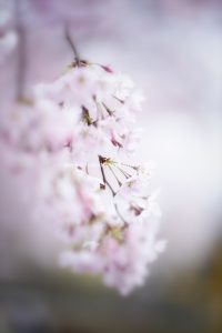 Kirschen blühen. Frühling. Iryna Mathes photography. Natur, travel, lifestyle