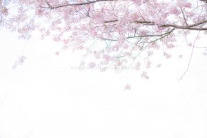 Kirschen blühen. Frühling. Iryna Mathes photography. Natur, lifestyle