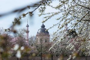 Kirschen blühen. Frühling. Iryna Mathes photography. Natur, travel, lifestyle