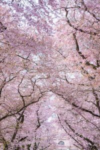 Kirschen blühen. Frühling. Iryna Mathes photography. Natur, travel, lifestyle