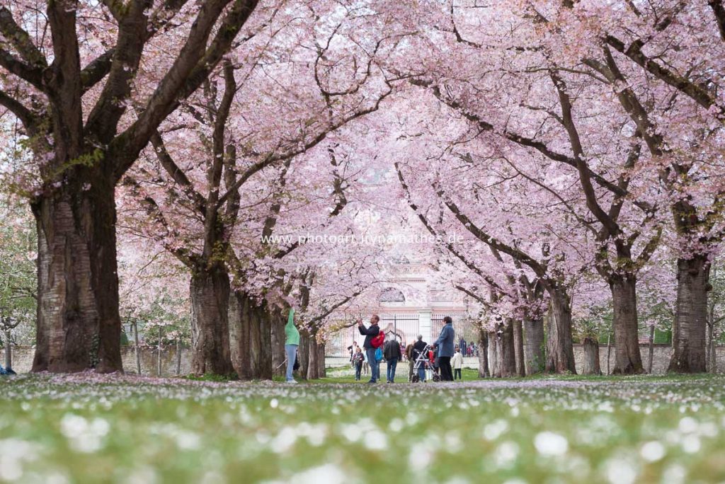 Kirschblüten Zeit im Schlosspark Schwetzingen