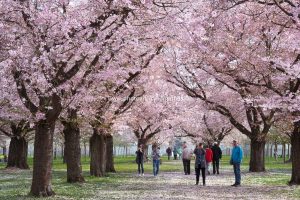 Kirschen blühen. Frühling. Iryna Mathes photography. Natur, travel, lifestyle