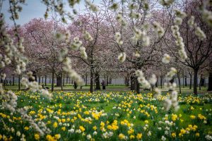 Kirschen blühen. Frühling. Iryna Mathes photography. Natur, travel, lifestyle