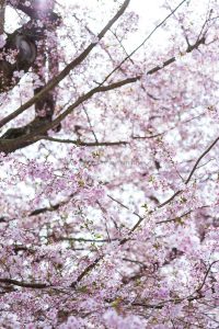 Kirschen blühen. Frühling. Iryna Mathes photography. Natur, travel, lifestyle