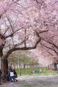 Kirschen blühen. Frühling. Iryna Mathes photography. Natur, travel, lifestyle