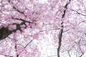 Kirschen blühen. Frühling. Iryna Mathes photography. Natur, travel, lifestyle