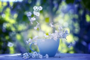 Flower story, Iryna Mathes photography. Art work