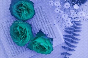 Flower story, Iryna Mathes photography. Art work