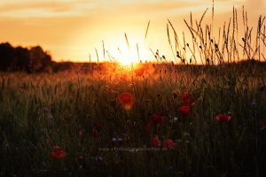 Mohn, photography Iryna Mathes, 2019