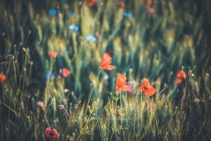 Mohn, photography Iryna Mathes, 2019